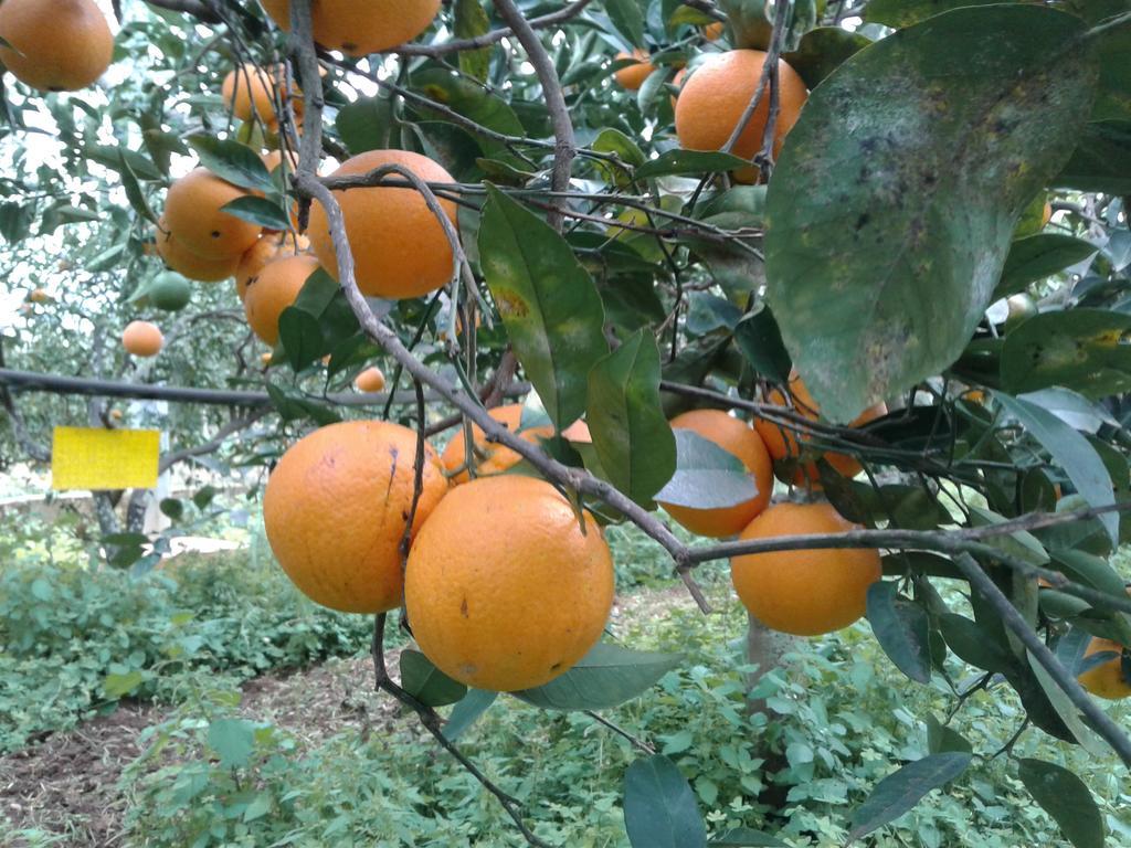 La Mimosa Case Vacanze Marsala Ngoại thất bức ảnh